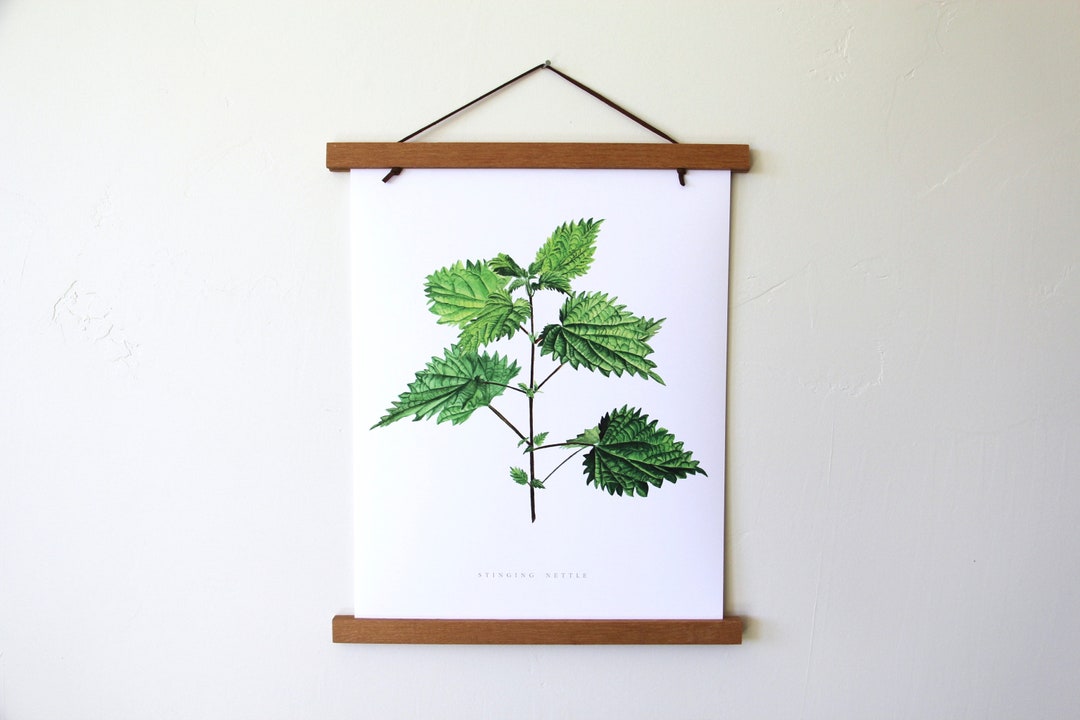 Nettle Tea Art Print main image 1