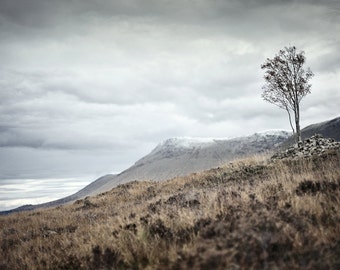 Nearing Inveroran, original fine art photography, print, landscape, highland, nature, 8x12,  mountain, tree, windswept, scotland
