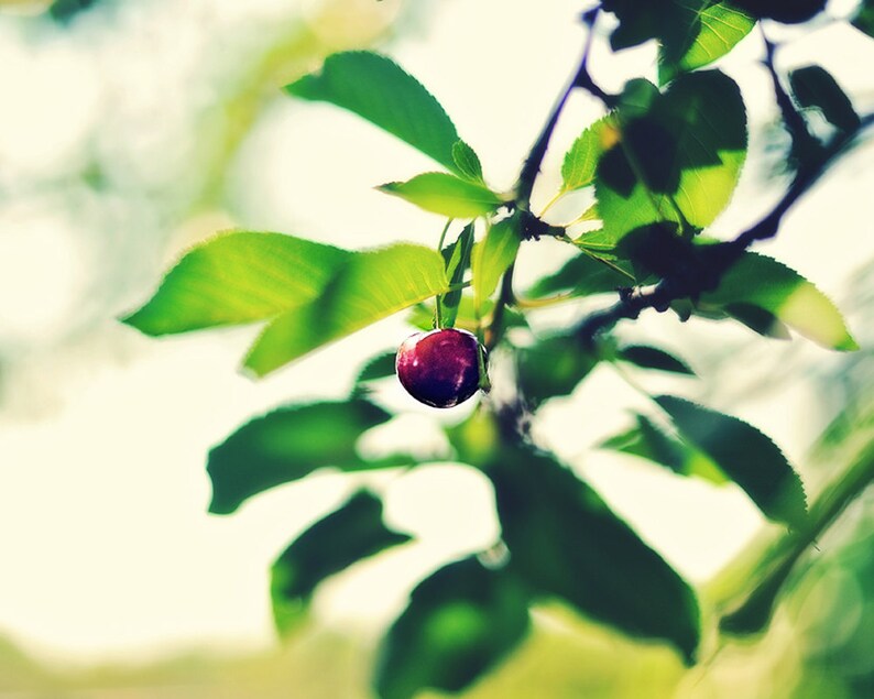 Summer, original fine art photography, print, nature, 8x12, square, sour cherry, hungary, garden, plant, home, green, red, leaves, fruit image 3