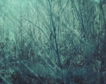 Herbe, photographie d’art originale, imprimer, Hongrie, makó, plante, bleu, nature, vert, jardin, maison, monochrome