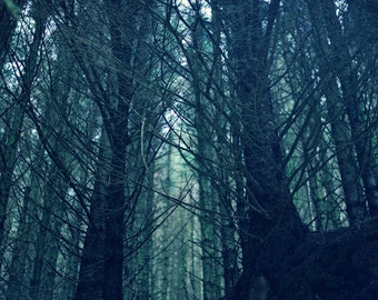Deepwood, original Fine Art Fotografie, Print, Highland, Natur, 8 x 12, Wald, Baum, Wald, Schottland, blau, Kiefer, grün, dunkelblau, 8 x 10