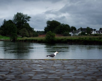 Seagull, original fine art photography, print, scotland, callander, river, water, nature, landscape, teith, cloud, dark, bird, animal