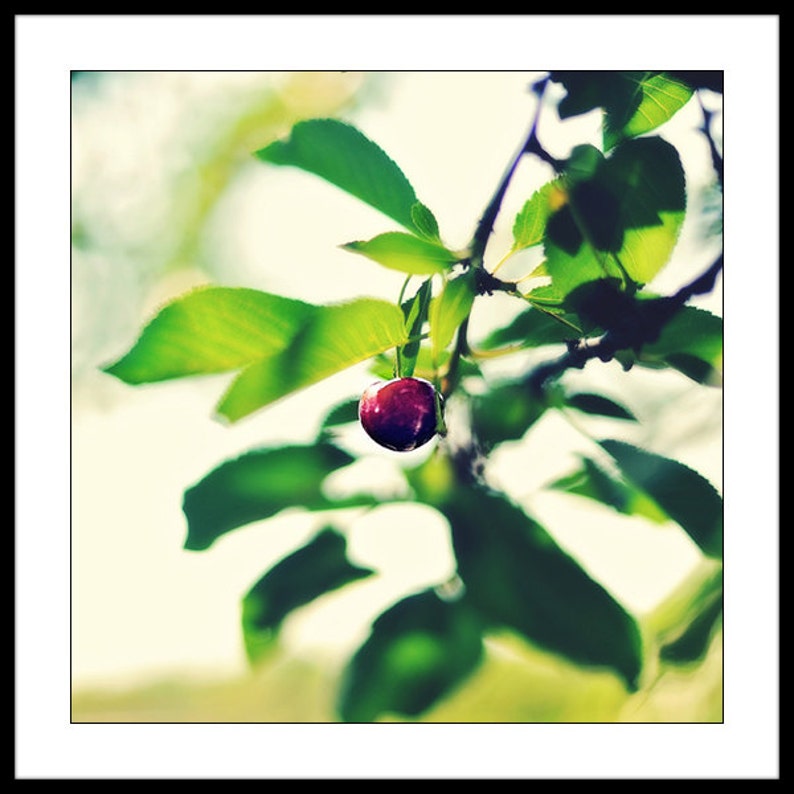Summer, original fine art photography, print, nature, 8x12, square, sour cherry, hungary, garden, plant, home, green, red, leaves, fruit image 5