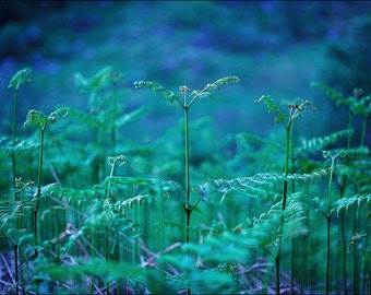 Blau und grün, original Fine Art-Fotografie, Grafik, Landschaft, Pflanze, 8 x 12, Highland, Schottland, Berg, Wald, Wald, Natur