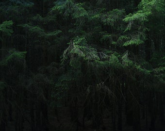 Pines, original fine art photography, print, photo, 8x12, landscape, mountain, sky, united kingdom, nature, outdoors