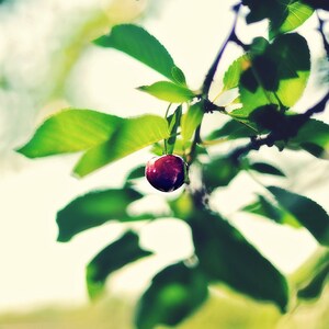 Summer, original fine art photography, print, nature, 8x12, square, sour cherry, hungary, garden, plant, home, green, red, leaves, fruit image 1