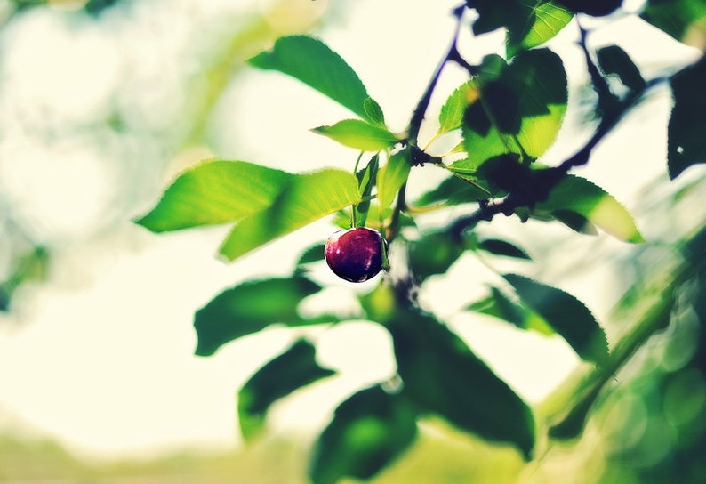 Summer, original fine art photography, print, nature, 8x12, square, sour cherry, hungary, garden, plant, home, green, red, leaves, fruit image 1