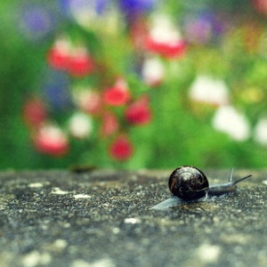 Snail, original fine art photography, print, photo, 8x12, landscape, mountain, sky, sea, north, united kingdom, nature, outdoors image 1