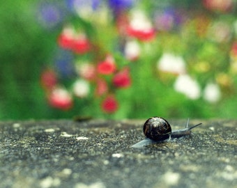 Snail, original fine art photography, print, photo, 8x12, landscape, mountain, sky, sea, north, united kingdom, nature, outdoors