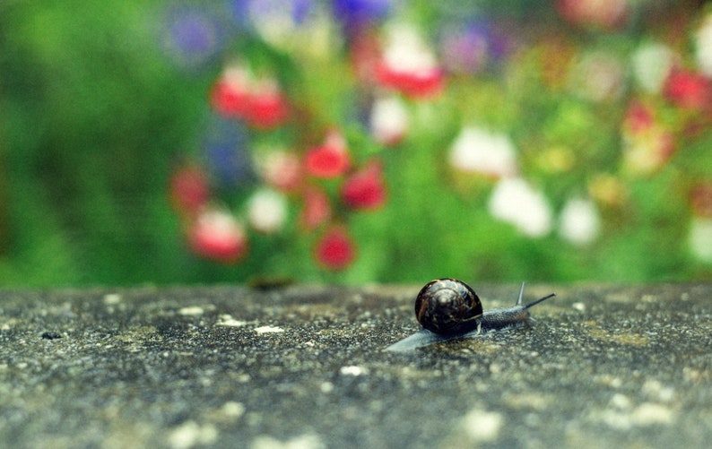 Snail, original fine art photography, print, photo, 8x12, landscape, mountain, sky, sea, north, united kingdom, nature, outdoors image 1