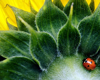7-Spot Ladybird, original fine art photography, print, sunflower, nature, scotland, flower, animal, red, bug, green, yellow, seton sands