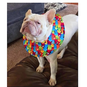 May include: A white French Bulldog wearing a colorful, patterned recovery collar. The collar features a repeating design of teddy bears in various colors, including red, blue, green, and yellow. The dog is standing on a brown leather surface.
