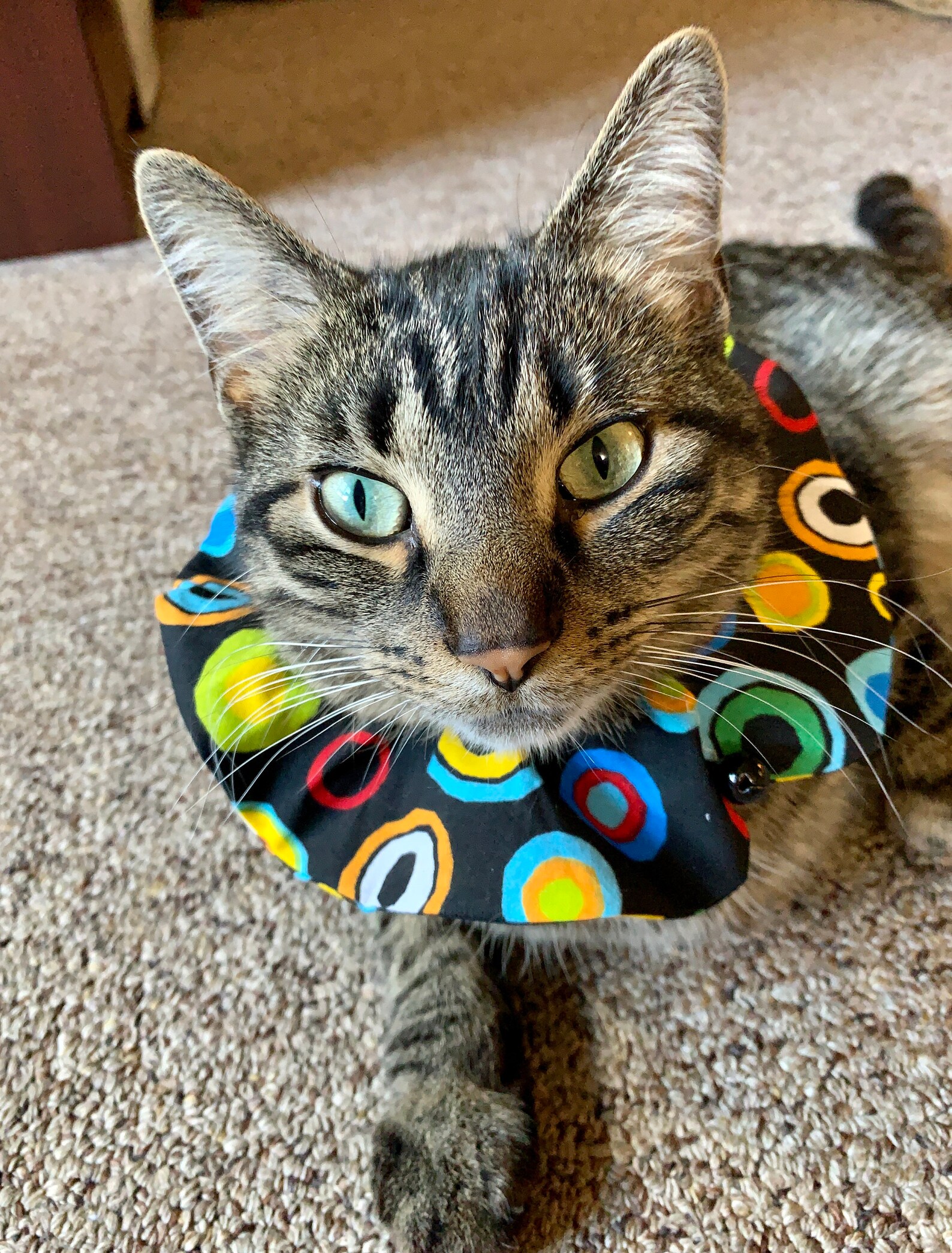 Bulls Eye Pattern Bird Safe Cat Collar Large Rainbow Dots Etsy
