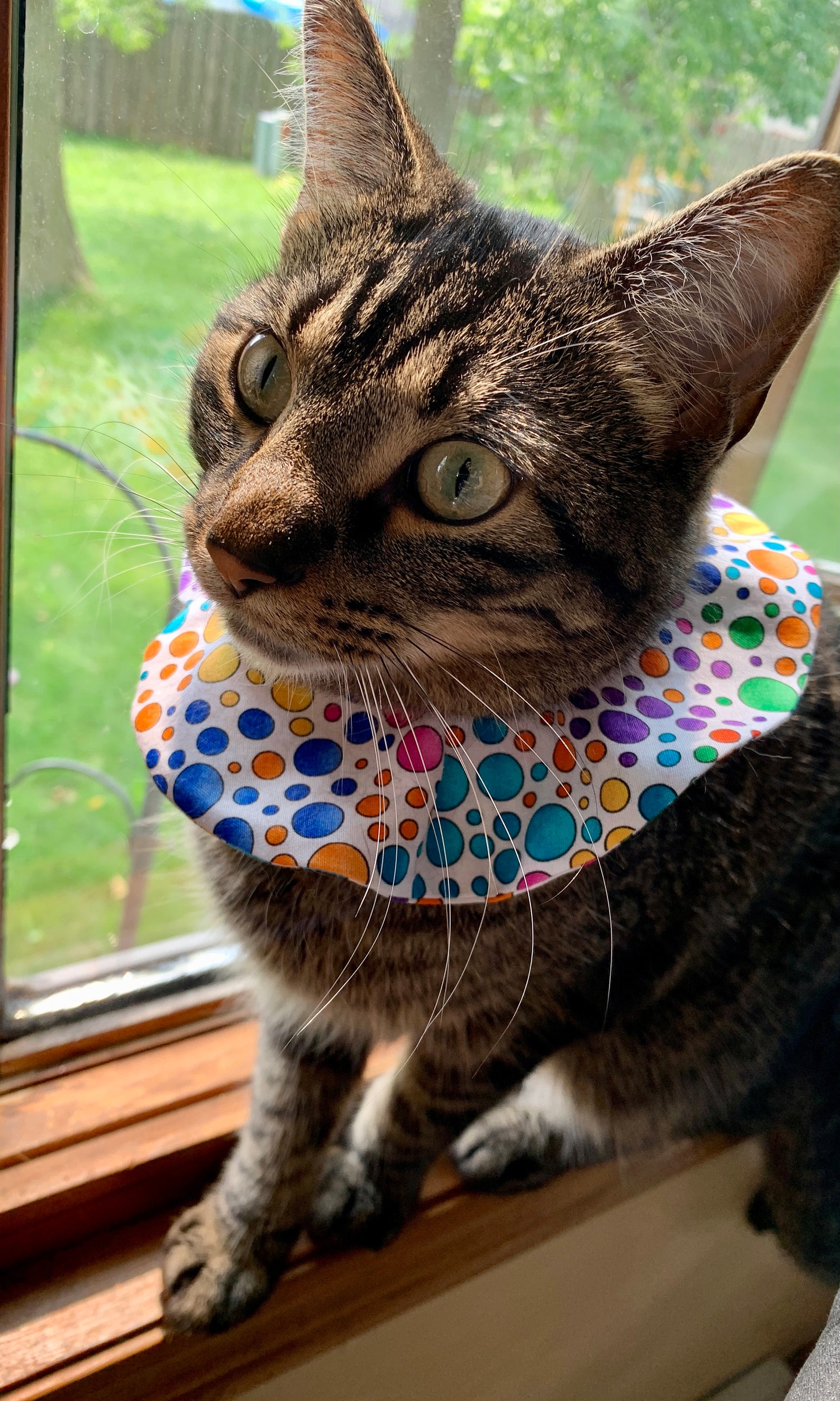 Rainbow Polka Dots Cat Bird Collar Purple Orange Green Blue Etsy