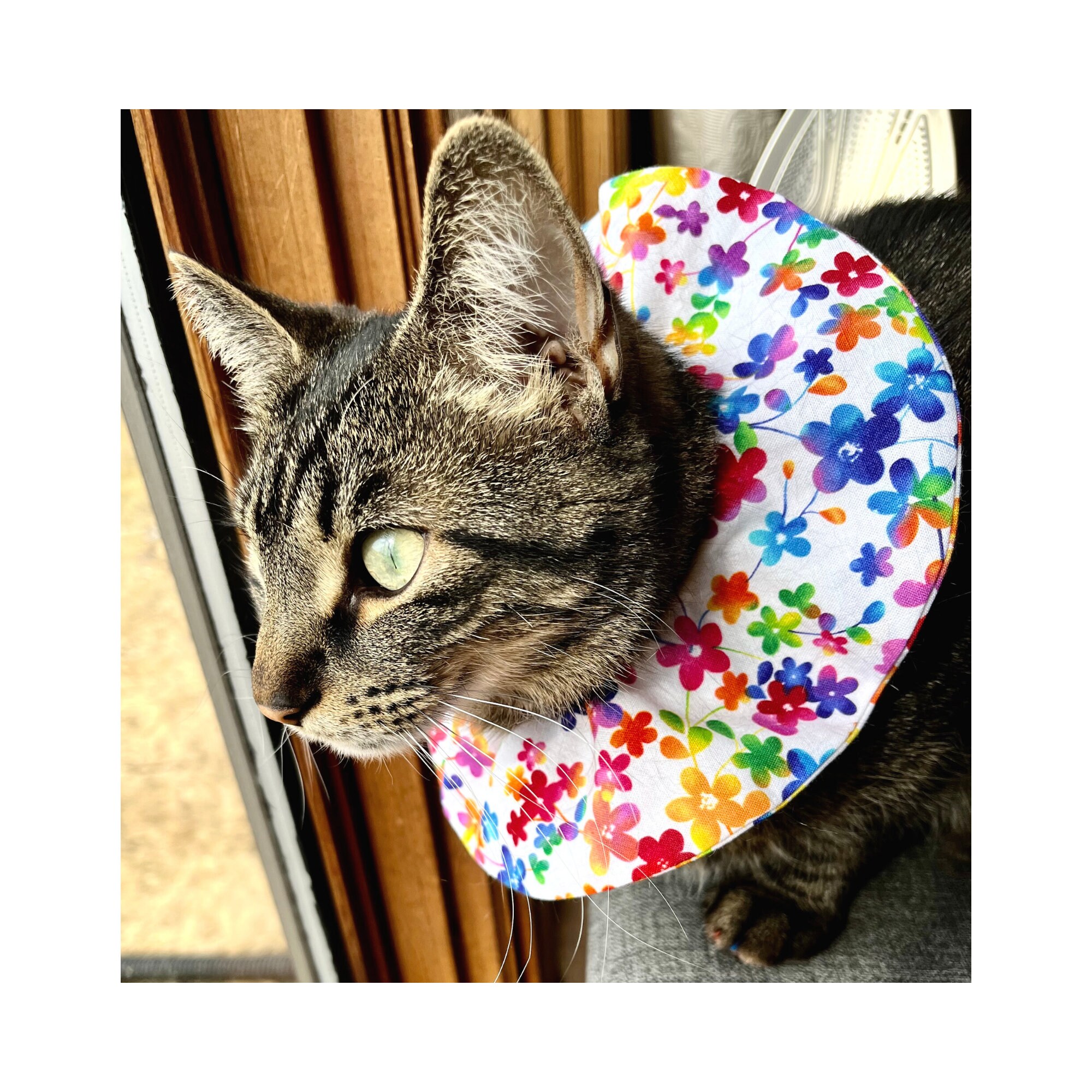 Cat collar hot sale to scare birds