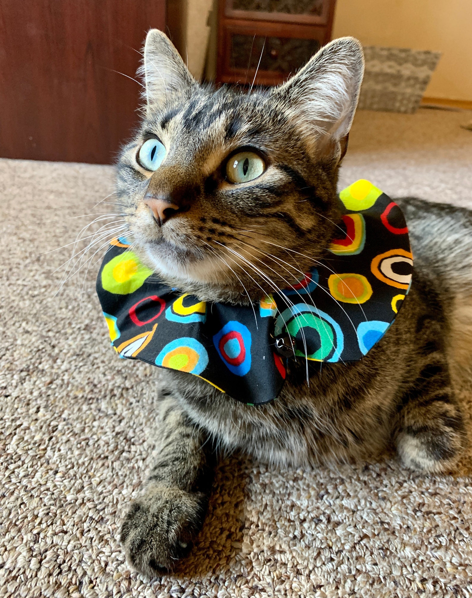Bulls Eye Pattern Bird Safe Cat Collar Large Rainbow Dots Etsy