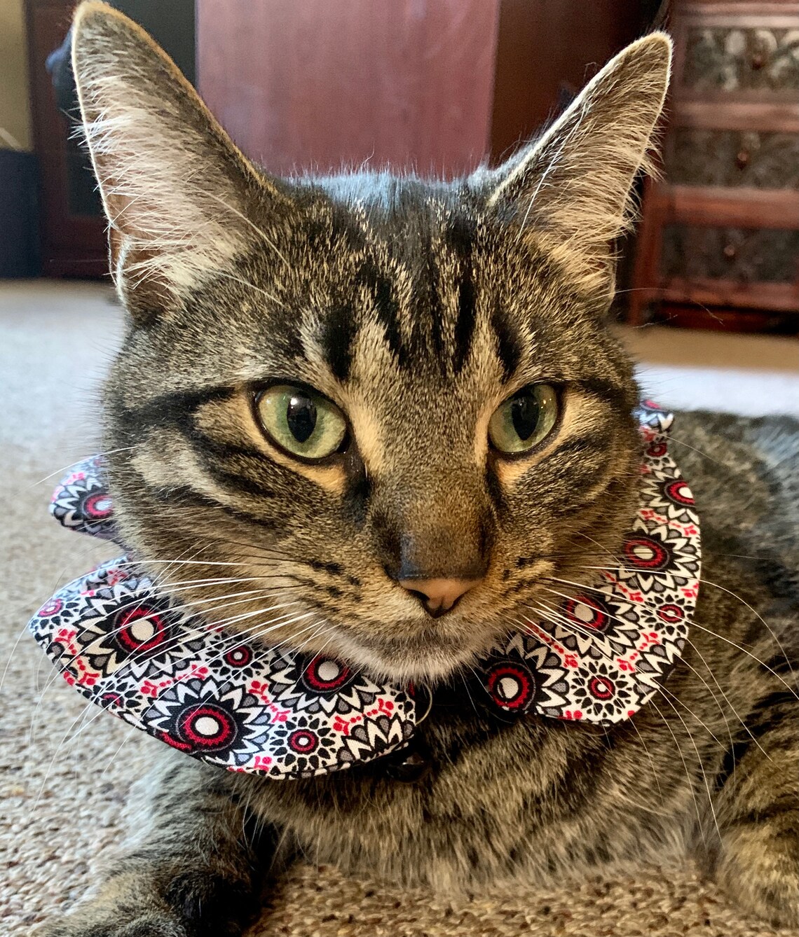 Birdsafe Breakaway Cat Collar Bird Cat Collar Fancy Cat Etsy