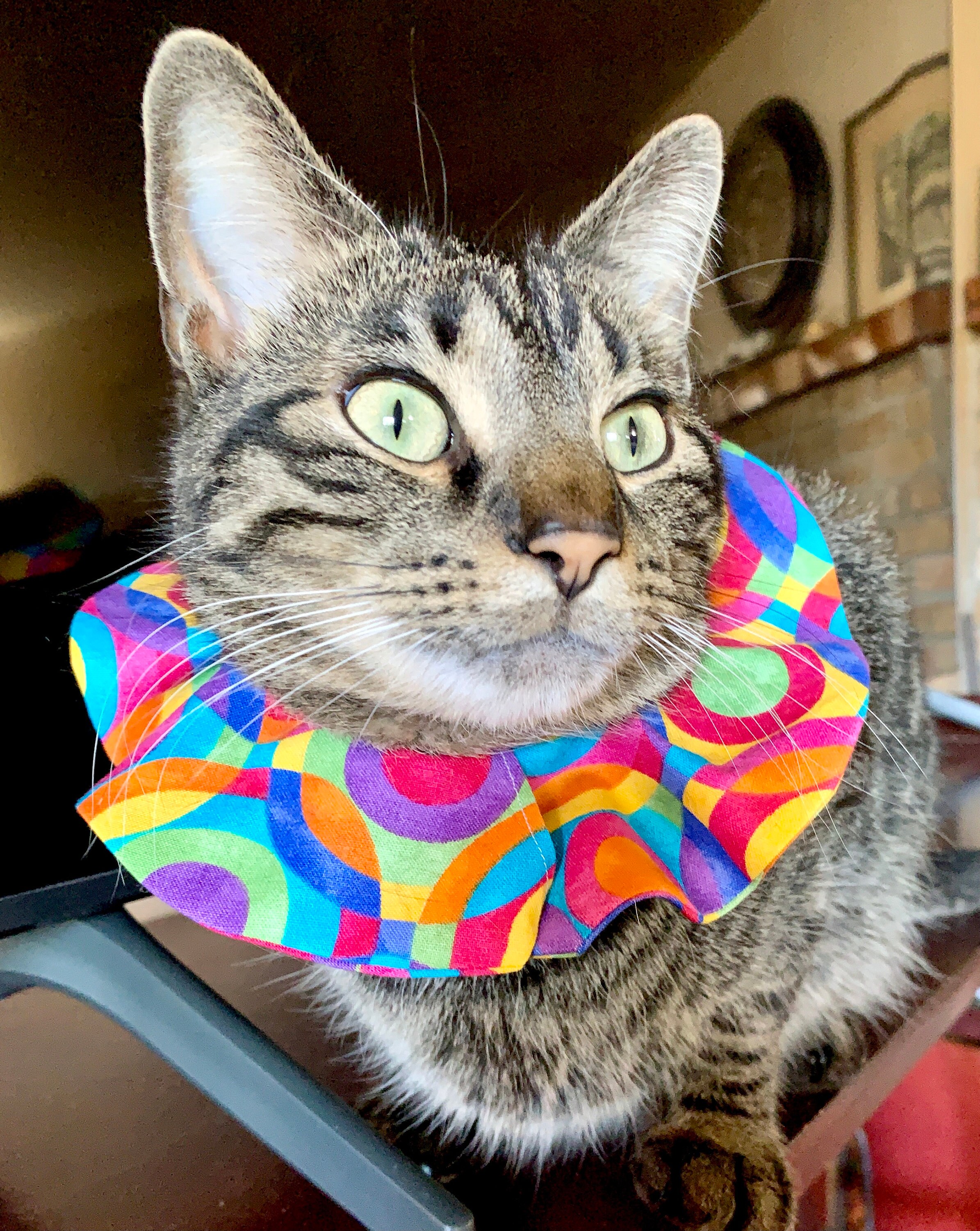 Geometric Rainbow Cat Bird Collar Bird Safe Collar Cover Etsy
