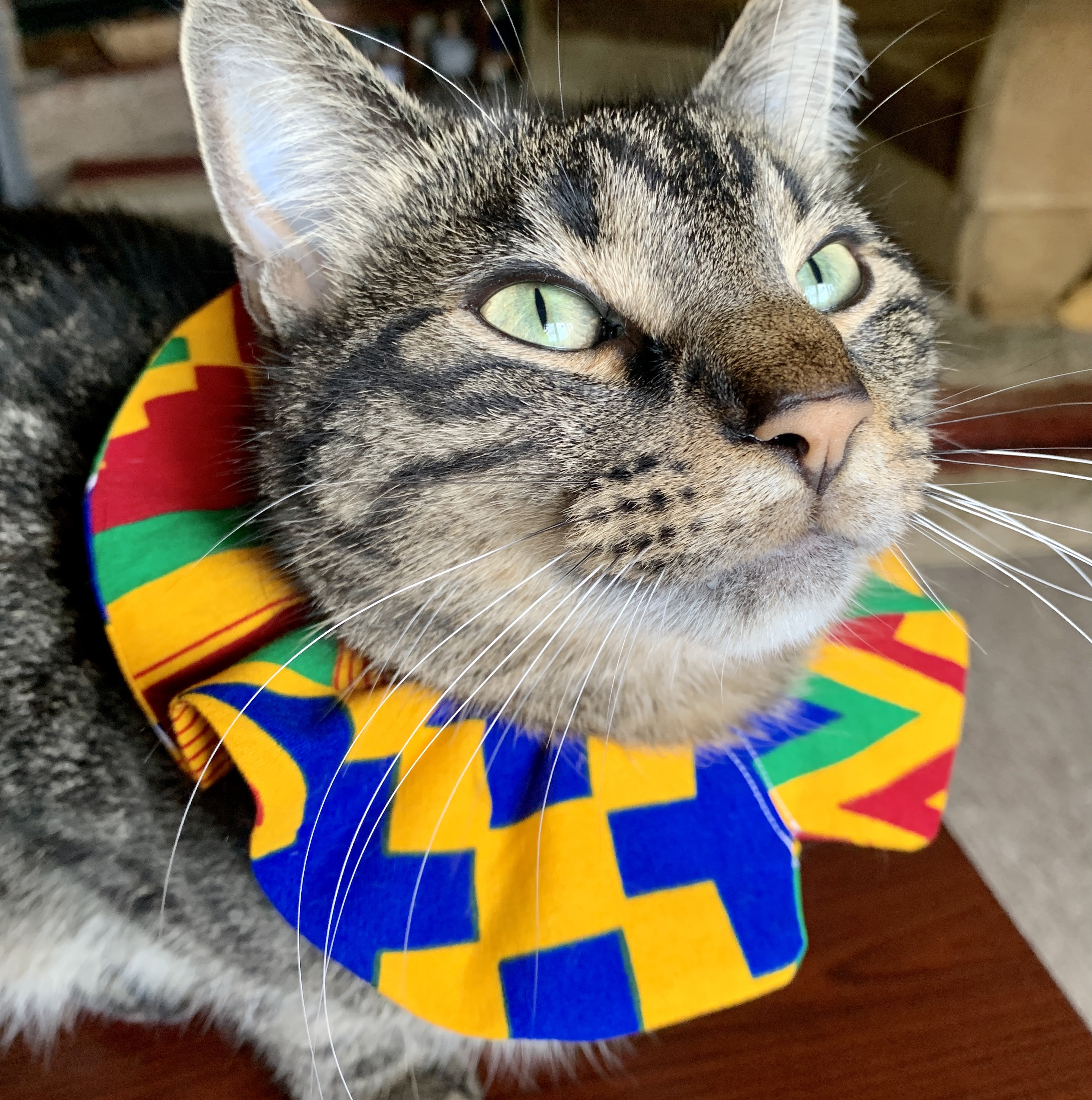 Bird Safe Cat Collar Geometric Cat Collar Cover Breakaway Etsy