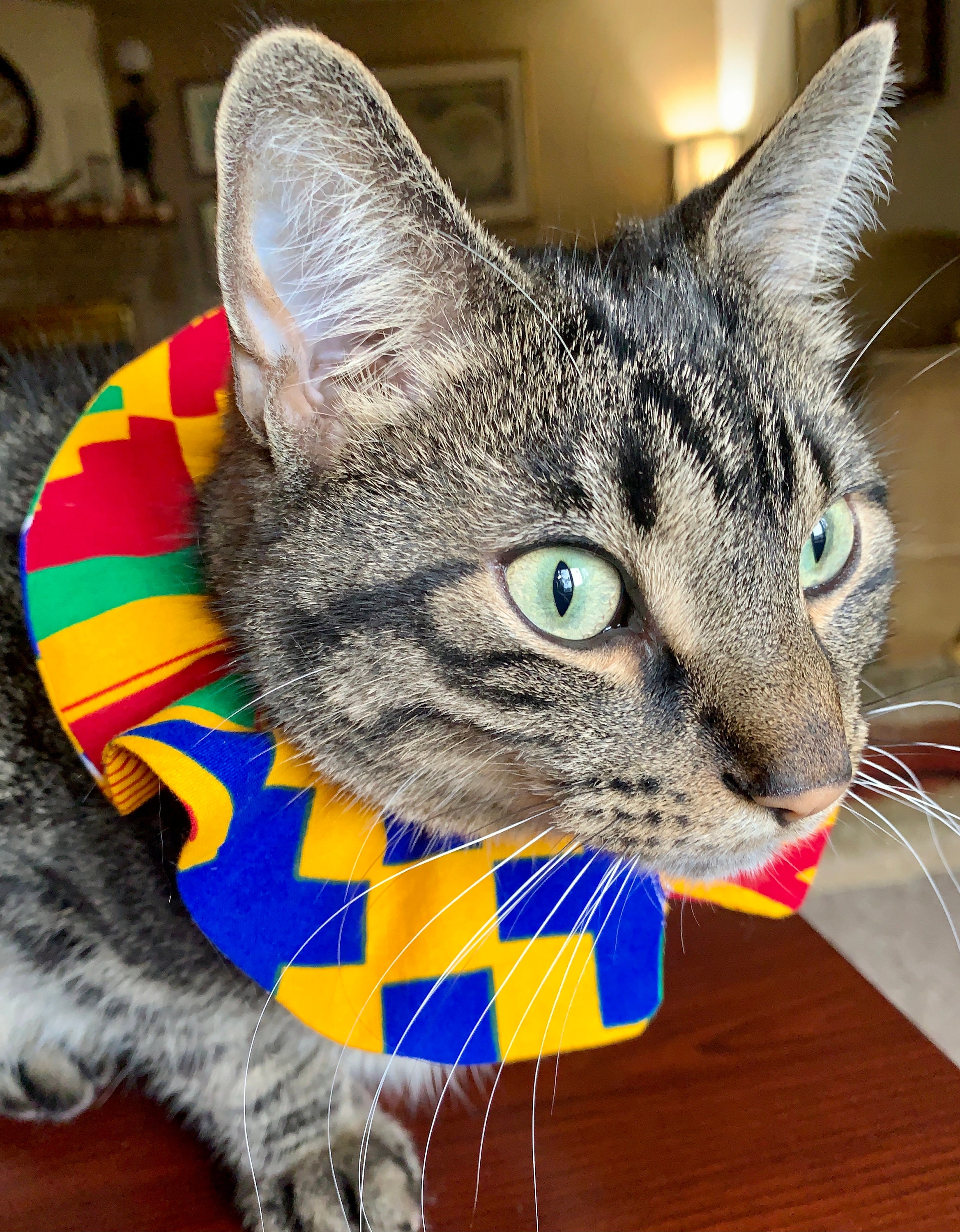 Bird Safe Cat Collar Geometric Cat Collar Cover Breakaway Etsy