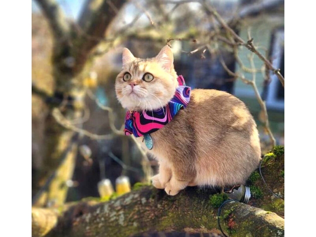 Cat Birdsafe Collar Cover, Wide Rainbow Cat Collar, Bright Cat Collar