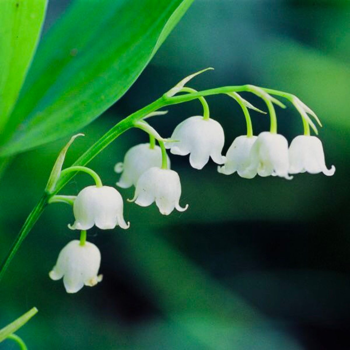 Lily of the Valley 10 pips Perennial Flower Garden Etsy