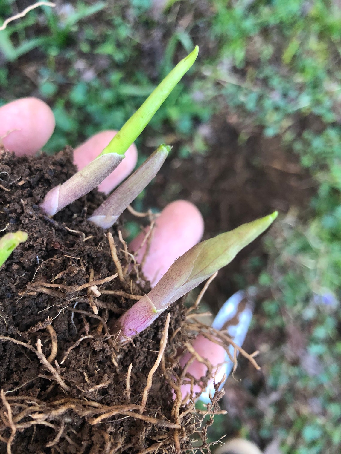 Lily of the Valley 10 pips Perennial Flower Garden Etsy