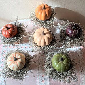 May include: Six miniature pumpkins in various colors, including orange, green, brown, and peach, are displayed in individual pots with moss. The pumpkins are arranged on a white lace tablecloth.