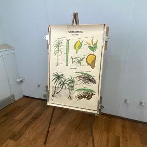 Original vintage flora / fauna biology poster 36x24”