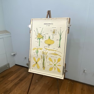 Original vintage flora / fauna biology poster 36x24”