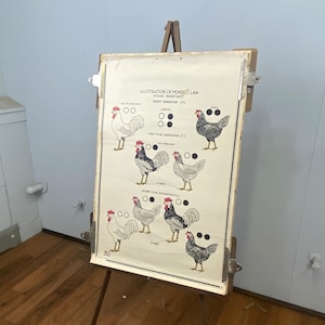 Original vintage flora / fauna biology poster 36x24”