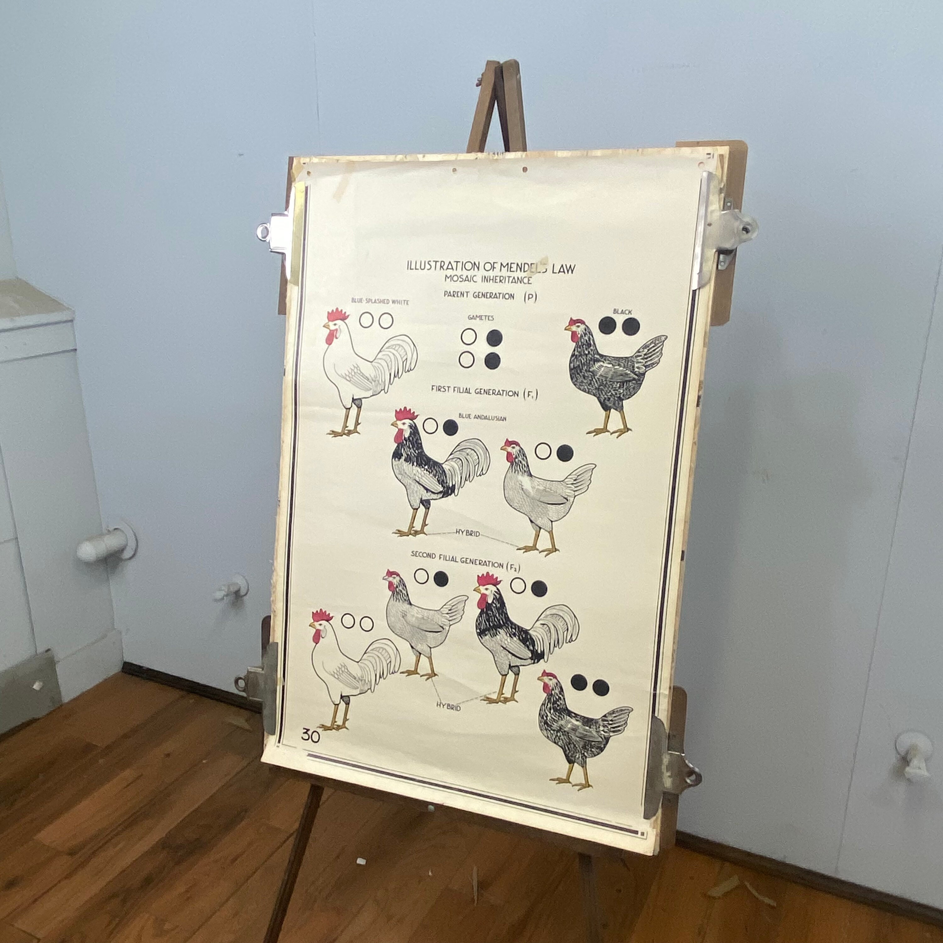 Affiche vintage originale flore / faune biologie 36x24”