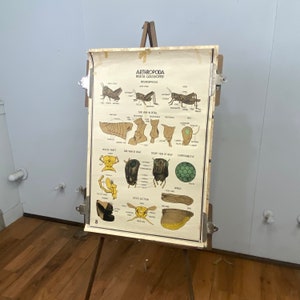 Original vintage flora / fauna biology poster 36x24”