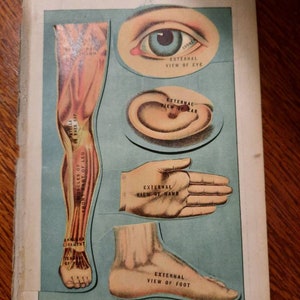 Human Anatomy - flip page, from the library of health,  1916 printing