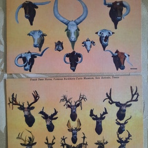 Set of two vintage postcards - Freak cow horns and freak deer horns - Buckhorn Curio Museum, San Antonio, TX