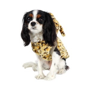 May include: A small black and white dog wearing a brown and tan leopard print hooded jacket. The dog is sitting on a white background.