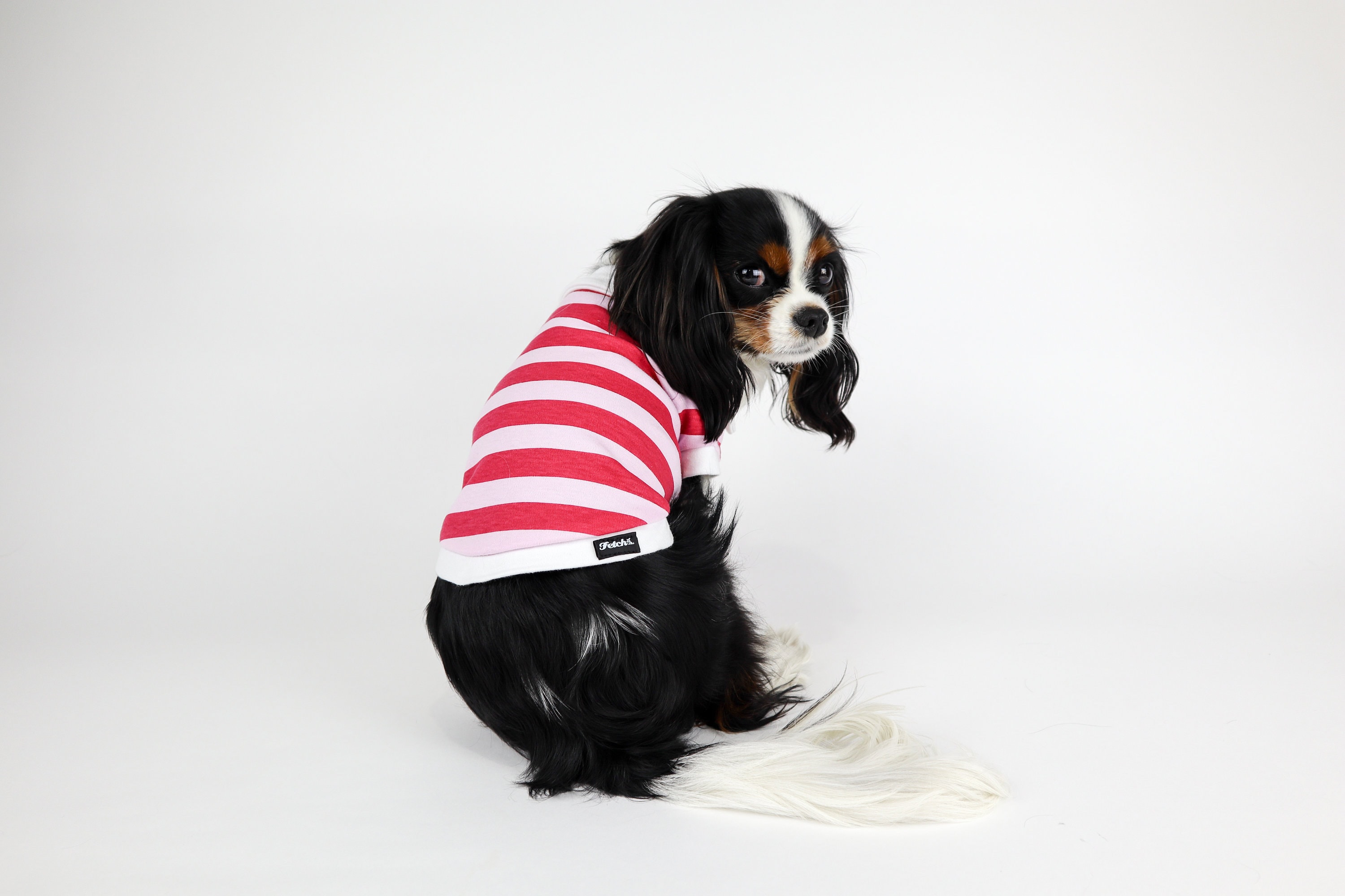 Dog Polo Shirt Solid or Striped Cotton Preppy Cute Tshirt Small Dogs Unisex Free Shipping
