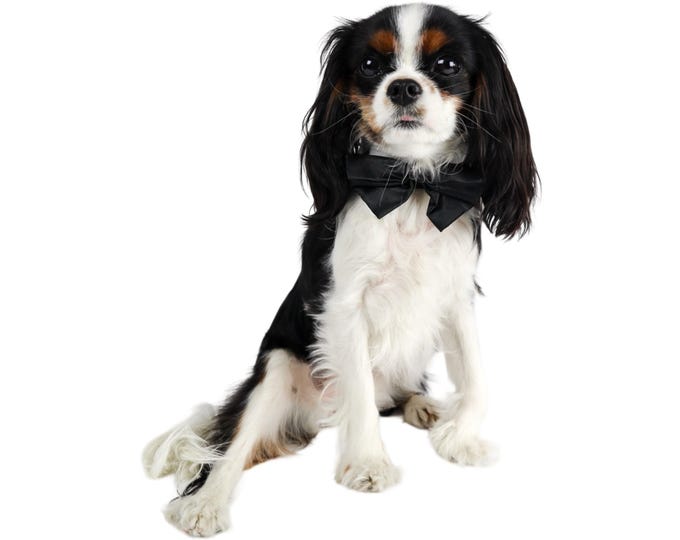 Bow Ties for Dogs: Black & White Velcro Back Small Dog Sizes Free Shipping
