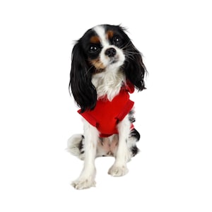 May include: A small black, white, and brown Cavalier King Charles Spaniel dog wearing a red sweater. The dog is sitting on a white background.