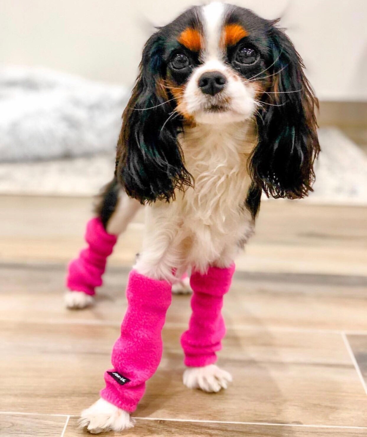 Dog Leg Warmers SET OF 2 FRONT Legs