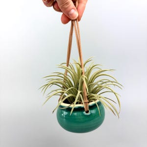 May include: A hanging air plant in a teal ceramic pot with a brown leather strap. The plant has long, thin, green leaves. The pot is round and has a glossy finish. The leather strap is held by a hand.