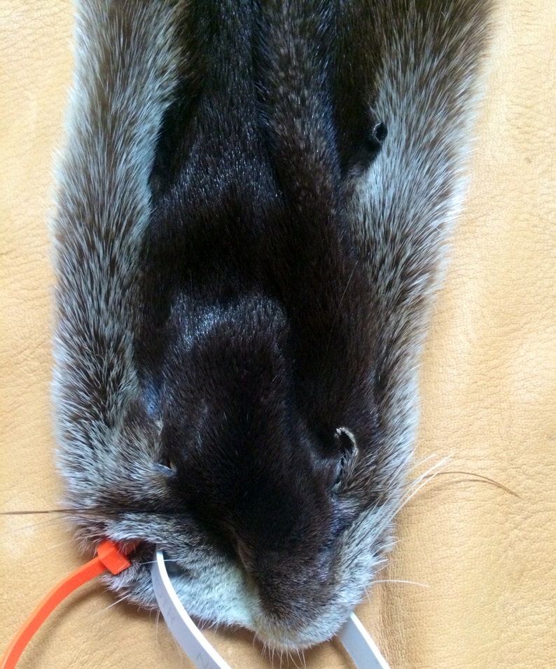 Land Otter Pelt - Etsy