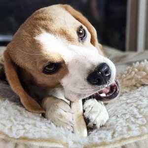 May include: A beagle dog with brown, white, and black fur chewing on a light-colored bone. The dog has large, dark brown eyes, floppy ears, and a white blaze on its forehead. Its front paws are visible as it holds the bone in its mouth.