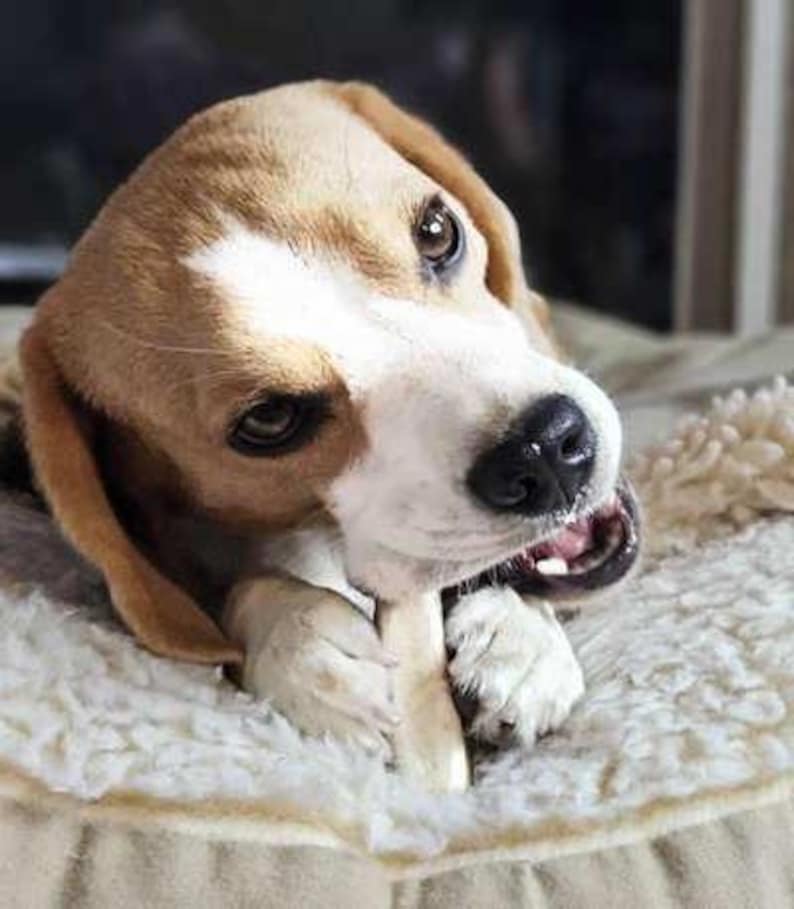 May include: A beagle dog with brown, white, and black fur chewing on a light-colored bone. The dog has large, dark brown eyes, floppy ears, and a white blaze on its forehead. Its front paws are visible as it holds the bone in its mouth.