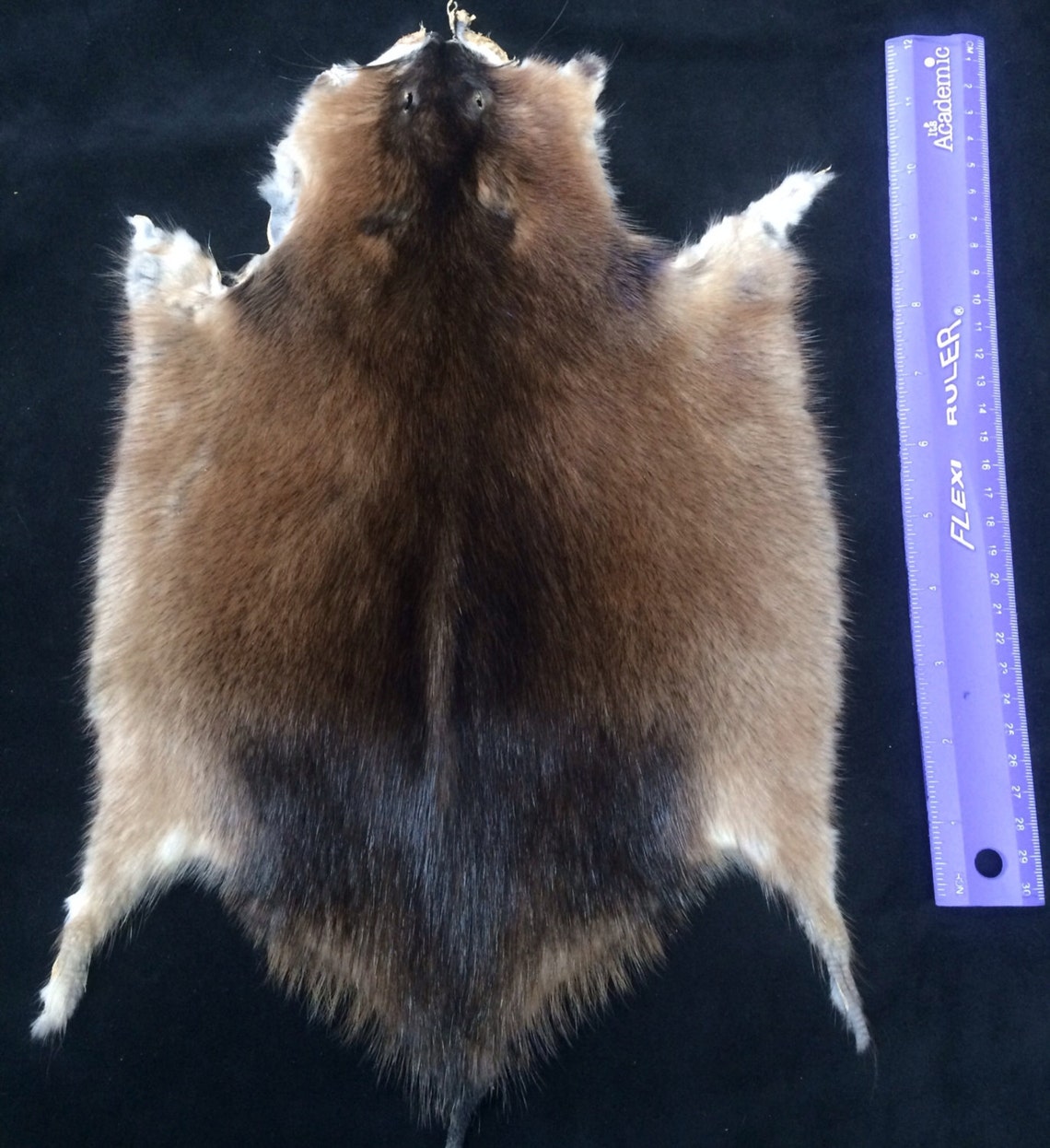 Muskrat Pelt Etsy Canada
