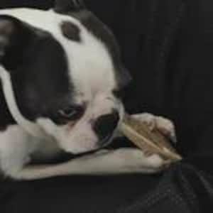 May include: A black and white Boston Terrier dog with a white collar, looking down while holding a light brown, rectangular, textured treat or toy between its front paws. The dog has a distinct white blaze on its face and dark ears.