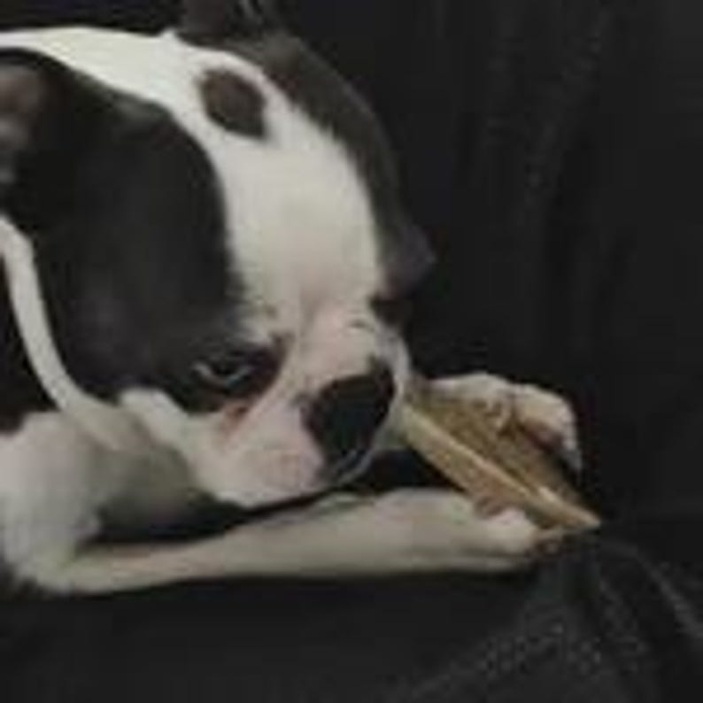 May include: A black and white Boston Terrier dog with a white collar, looking down while holding a light brown, rectangular, textured treat or toy between its front paws. The dog has a distinct white blaze on its face and dark ears.