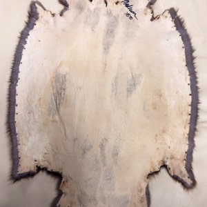 Beaver Pelt, Natural Medium Size 画像 2