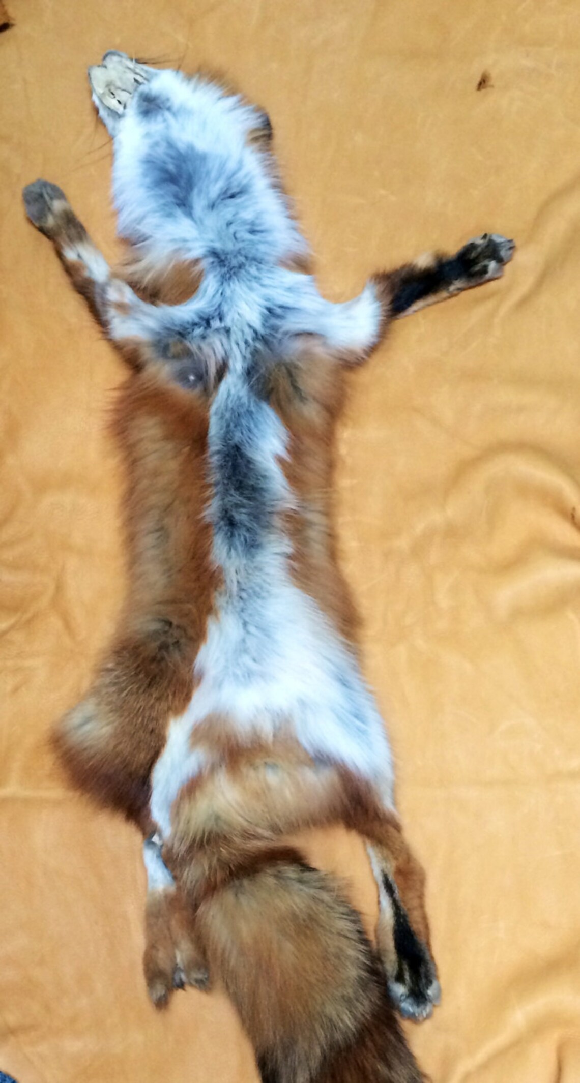 Red Fox Pelt - Etsy