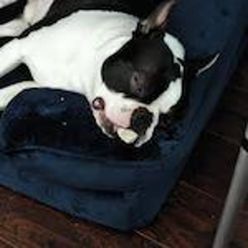 May include: A black and white dog resting on a dark blue rectangular pet bed. The dog has a black head with white markings on its muzzle and a white body. It is lying down with its head resting on a dark blue plush pillow on the bed.